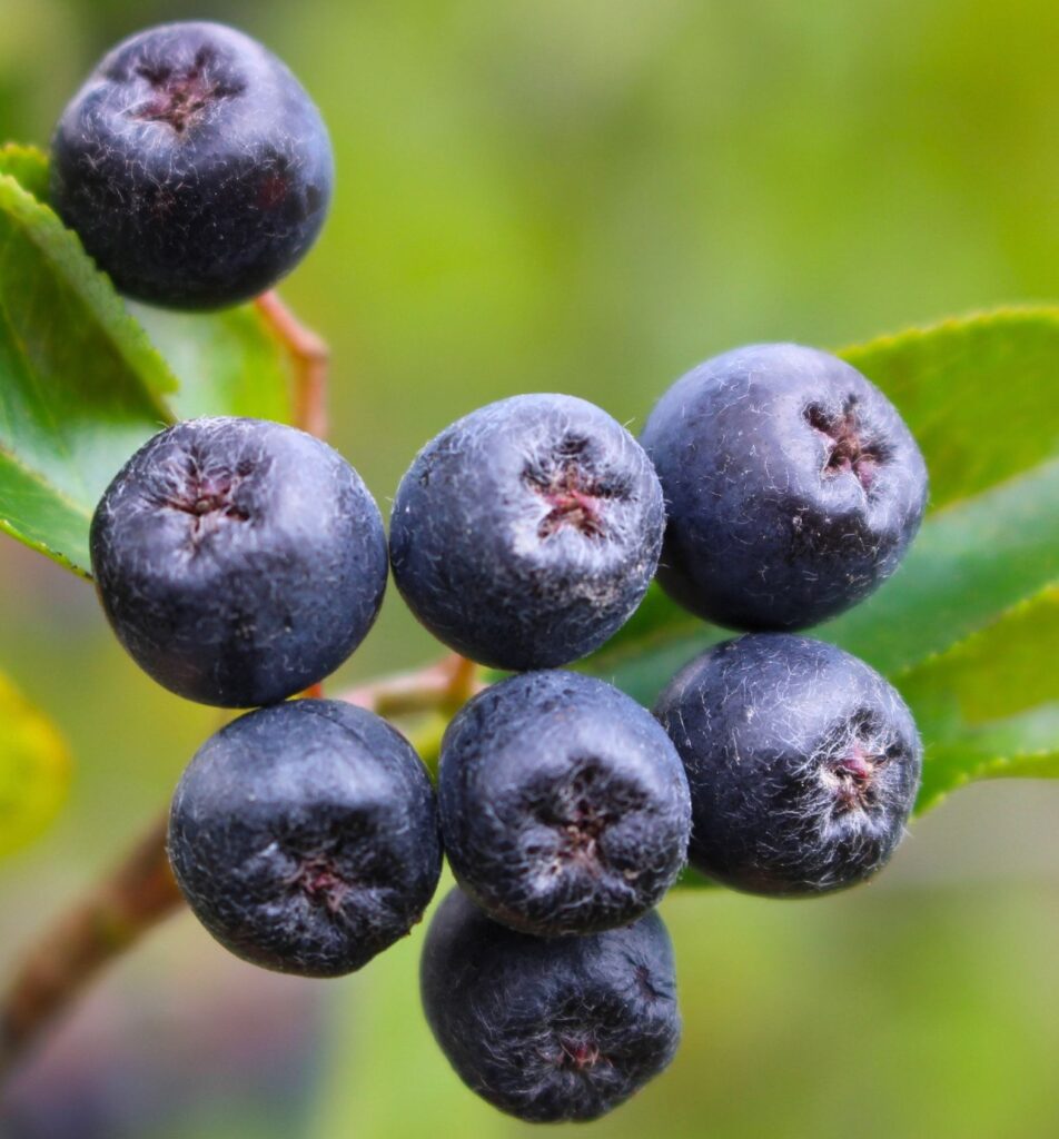 Aronia Berry Juice Benefits: 8 Science-Backed Reasons to Drink It Daily 1 Aronia Berries
